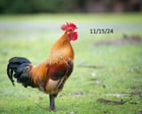 2022_0515_rooster-crowing-adobe-