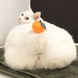 1737