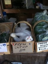 catnip