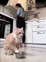 feed.the.damn.cat................_thumb.jpg