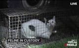 custody.cat.....