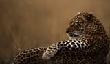cat.522................