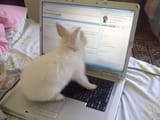 bunputer2