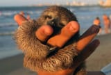 beach huggie
