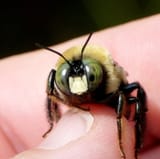 male_eastern_carpenter_bee_by_duggiehoo-d5ujhcx-15stabo
