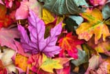 nature-2609978_640