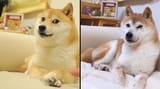 doge_timelapse