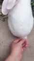 1726777588459752_thumb.jpg