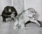 tigr