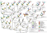 Antler_phylogenetics_-_Samejima_et_al_2020