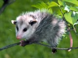 small in the trees