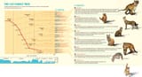 cat_family_tree_Scientific_American_0707-65