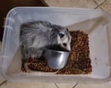 feeding scoop