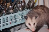 i am sick of washing dishes