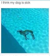 sickdog
