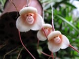orchid
