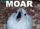 moar parrot