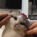 1754334297713_thumb.jpg