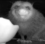 schnozzle