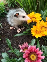 smell the flowers