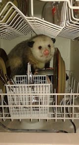 dishes