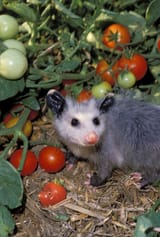 tomato fiend