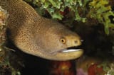 Eel