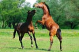 depositphotos_60658845-stock-photo-two-young-horses-playing-in