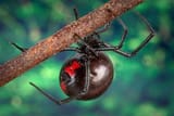 Black_widow_spider_9854_lores
