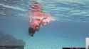 underwater daph_thumb.jpg