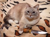 Just a normal cat