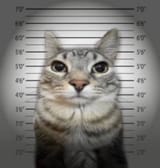 You go to Internet Jail now