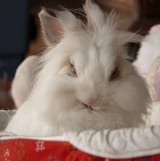 bunnyuggyest