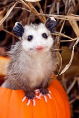 photogenic pumpkin