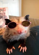 novelty opossum pls post