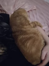 Snuggles