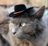 Screenshot 2025-08-06 at 01-56-14 catgirl cowboy hat - Google Search