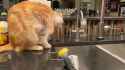 CAT (WAITING FOR THE DROP (VERY FAST))_thumb.jpg