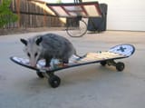 sk8