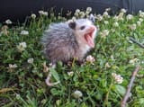 aaaaaaaaa