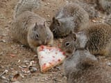 pizza_sqrls
