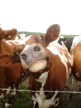 cow