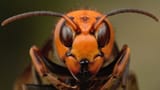 close-up-hornet-portrait-s4866nbhyvrcbjjg