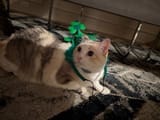 CHEEESY_ST.Patrick&#039;sDay