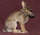 bunnyhanged