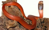 Sci magnet venom