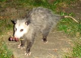 possum grapes