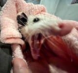 MUPPET ROAR