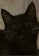 vampcat