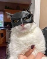 batman cat